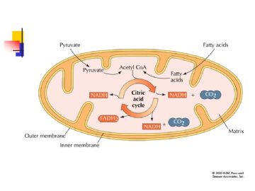 组织胚胎学-细胞(图片)图14