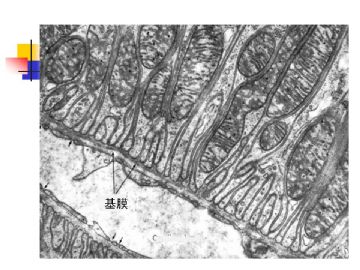 组织胚胎学-细胞(图片)图15