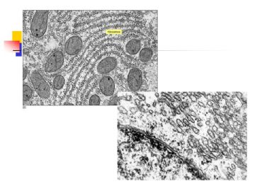组织胚胎学-细胞(图片)图18