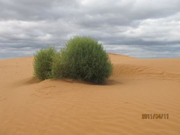 沙漠？Perry Sandhills图1