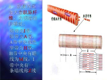 组织胚胎学-肌组织（图片）图4