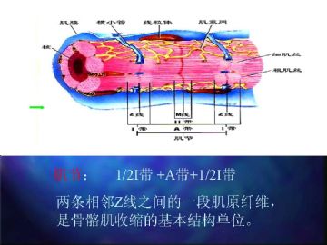 组织胚胎学-肌组织（图片）图5