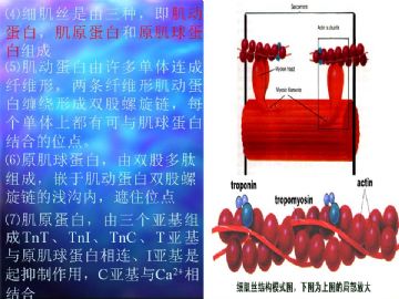 组织胚胎学-肌组织（图片）图9