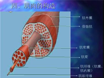 组织胚胎学-肌组织（图片）图15