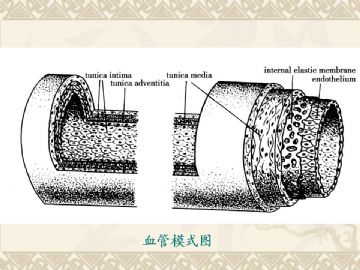 组织胚胎学-循环系统（图片）图4