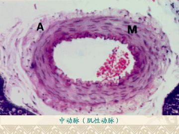 组织胚胎学-循环系统（图片）图5