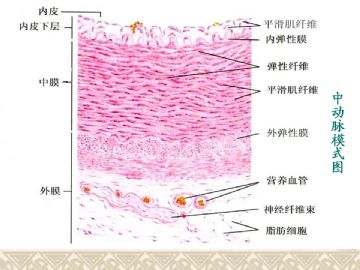 组织胚胎学-循环系统（图片）图6