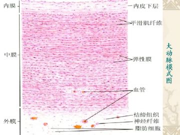 组织胚胎学-循环系统（图片）图10