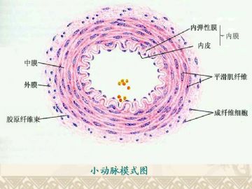 组织胚胎学-循环系统（图片）图15