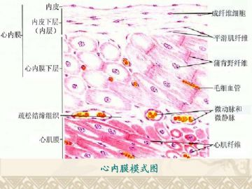 组织胚胎学-循环系统(图片) - 系统病理>>病理基础