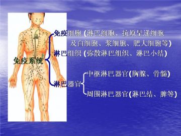 组织胚胎学-免疫系统（图片）图2