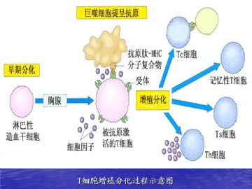 组织胚胎学-免疫系统（图片）图5