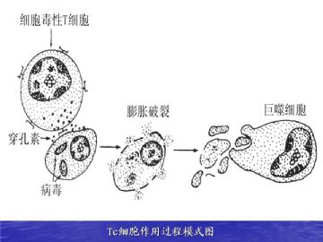 组织胚胎学-免疫系统（图片）图6