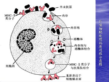 组织胚胎学-免疫系统（图片）图9