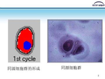 组织胚胎学-软骨和骨（图片）图6