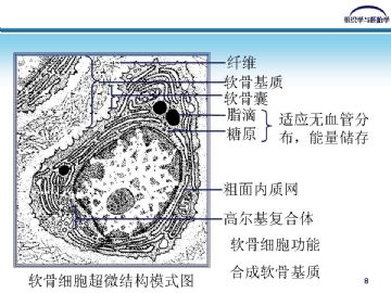 组织胚胎学-软骨和骨（图片）图7