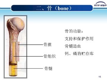组织胚胎学-软骨和骨（图片）图14