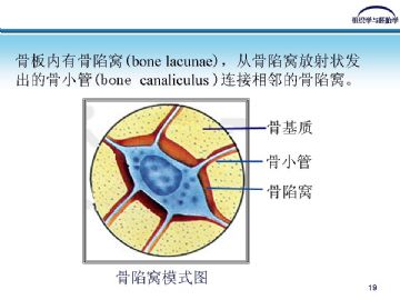 组织胚胎学-软骨和骨（图片）图18