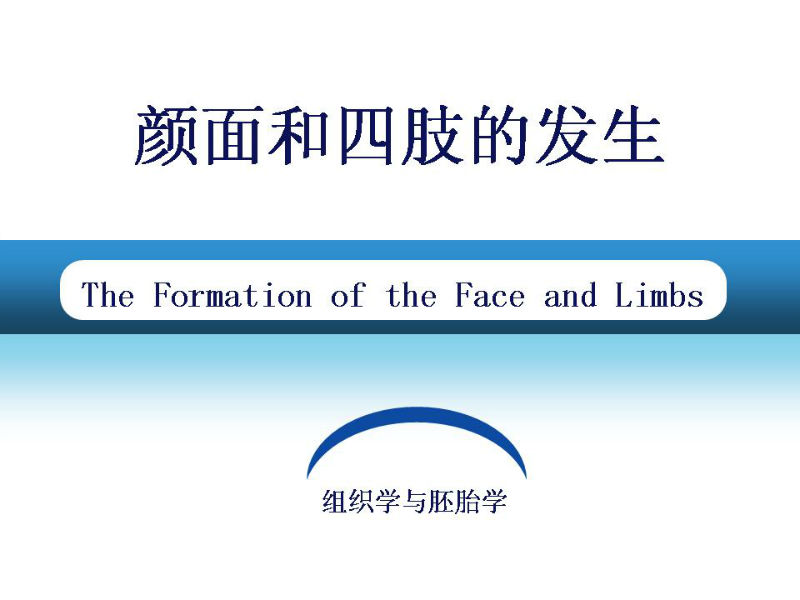 组织胚胎学-颜面和四肢的发生图1