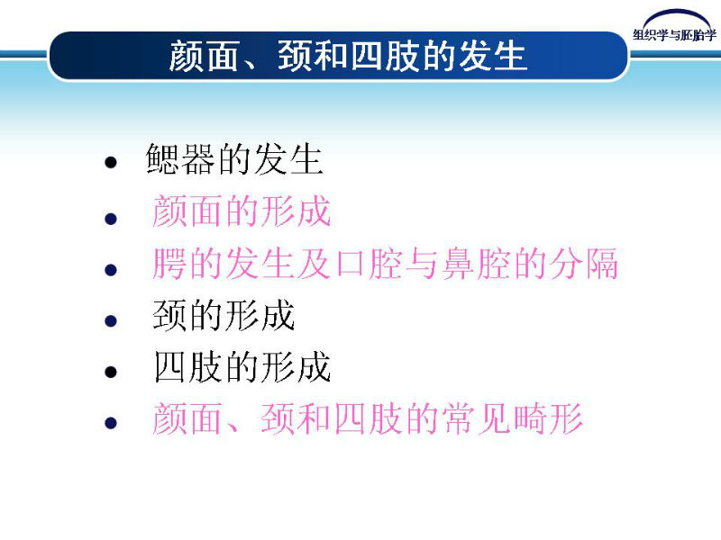 组织胚胎学-颜面和四肢的发生图2