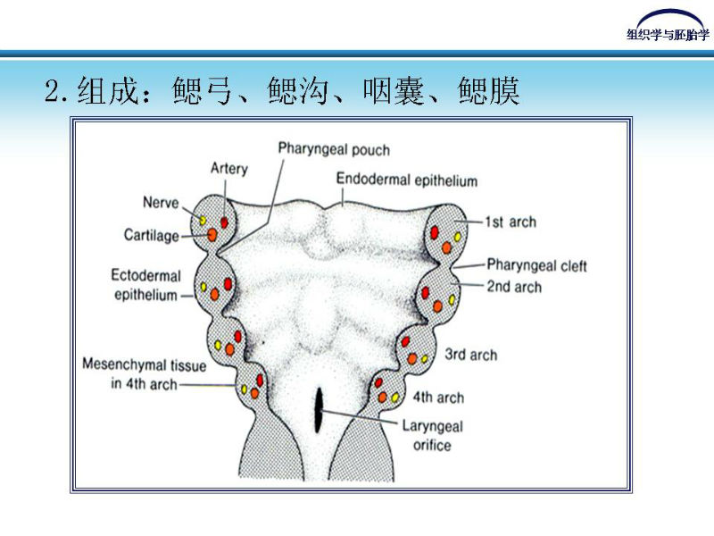 组织胚胎学-颜面和四肢的发生图4