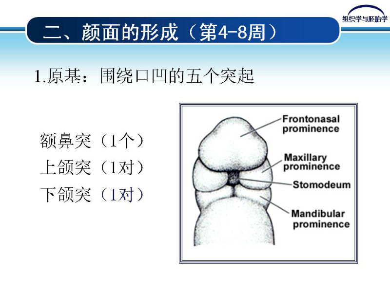 组织胚胎学-颜面和四肢的发生图6