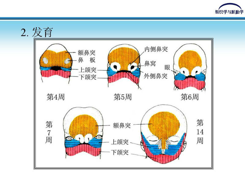 组织胚胎学-颜面和四肢的发生图7