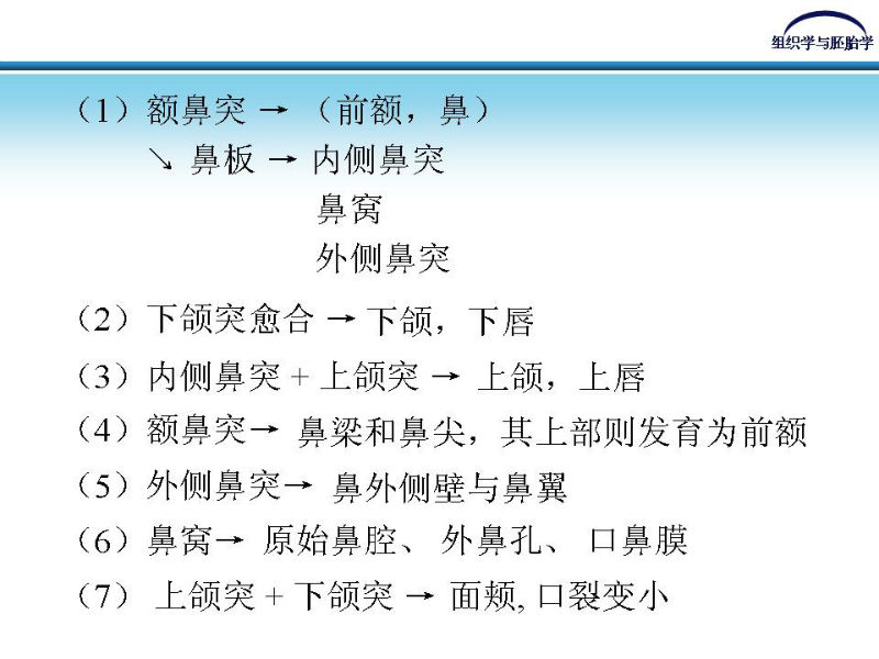 组织胚胎学-颜面和四肢的发生图8