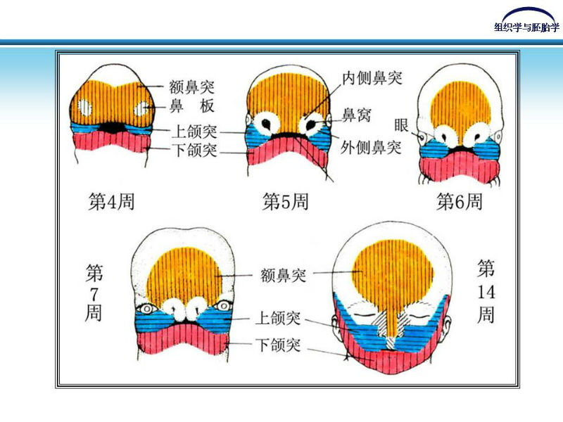 组织胚胎学-颜面和四肢的发生图9