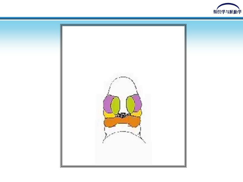 组织胚胎学-颜面和四肢的发生图10