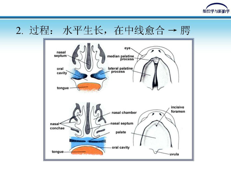 组织胚胎学-颜面和四肢的发生图12