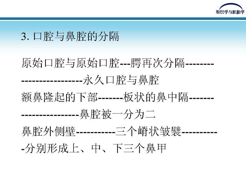 组织胚胎学-颜面和四肢的发生图13