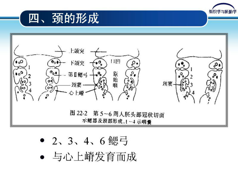 组织胚胎学-颜面和四肢的发生图15
