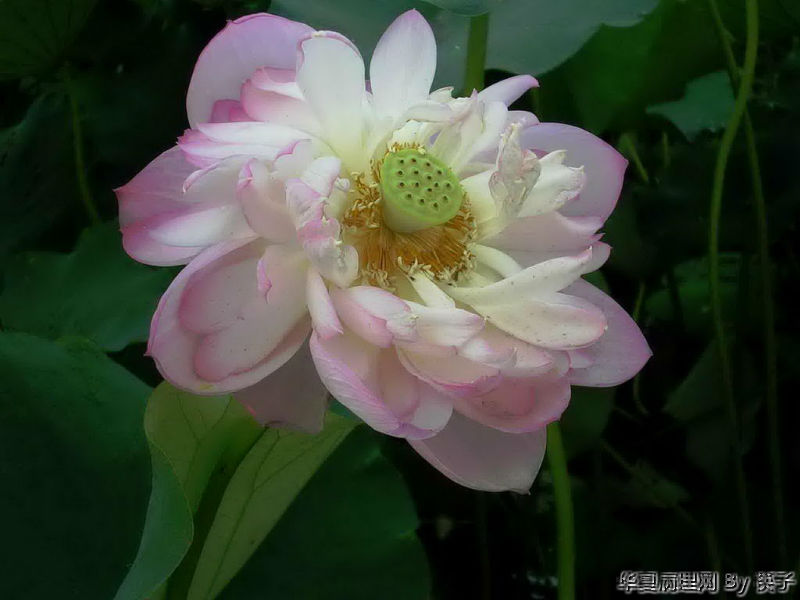 送大家荷花一朵图1