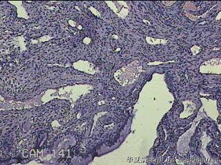 宫颈组织图9
