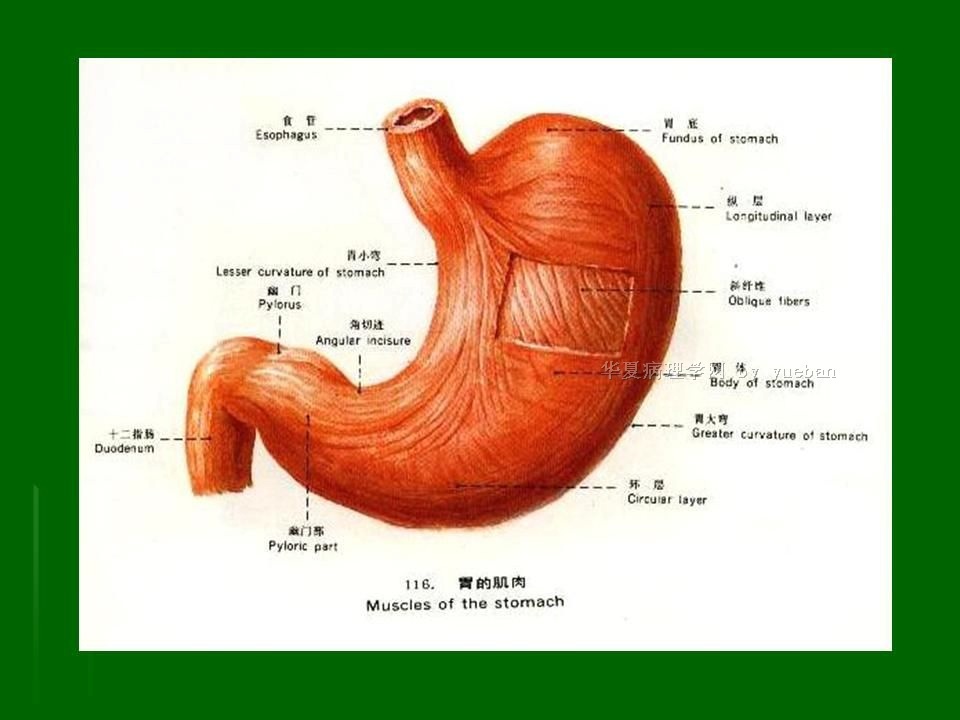胃的球部图片