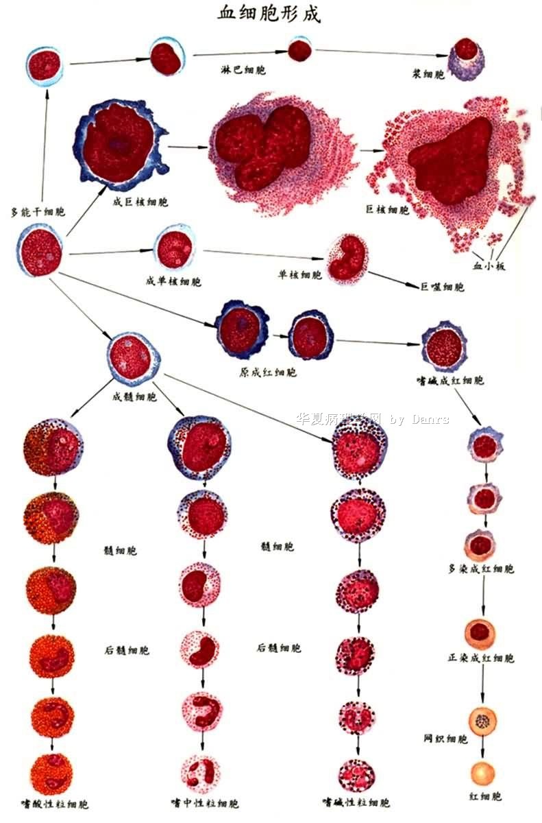 血细胞发育演变规律图图片